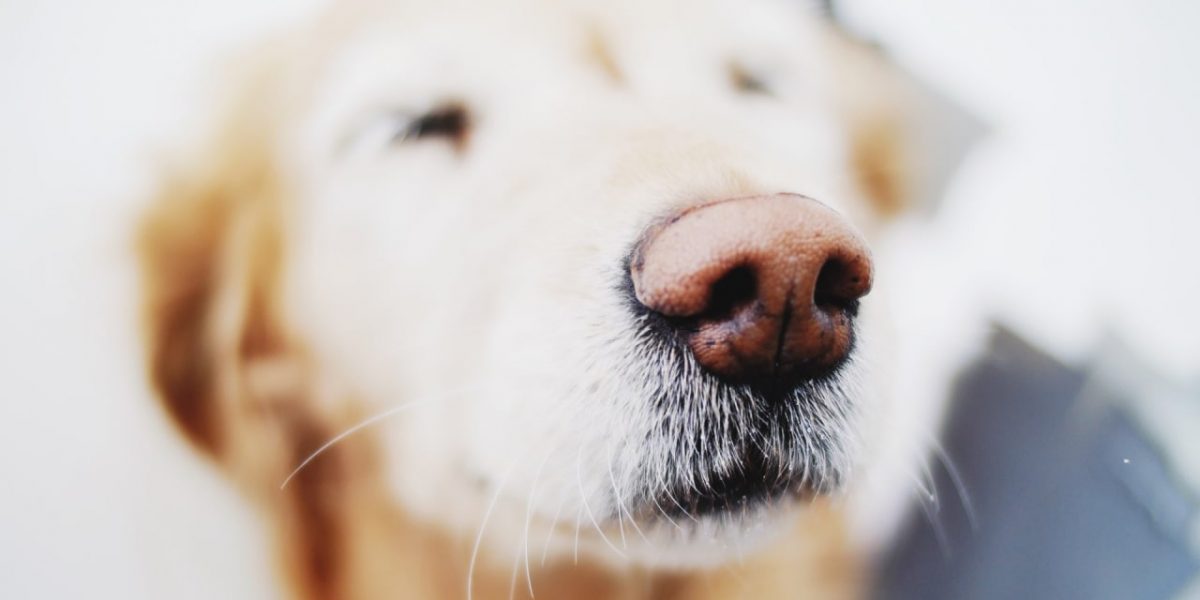 p-1-dogs.jpg