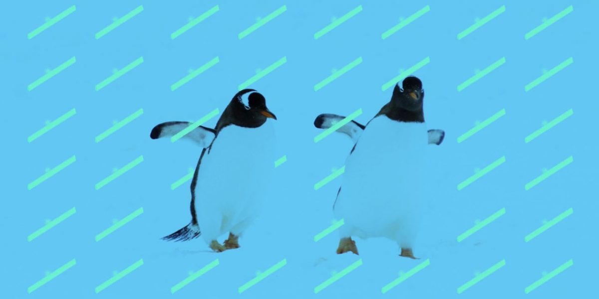 p-1-hipmunk-flight-penguin.jpg