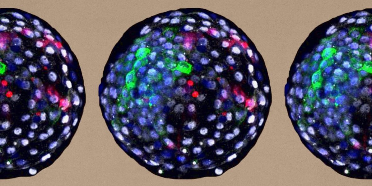 p-2-scientists-created-embryos-with-human-and-monkey-cells-stoking-concern.jpg